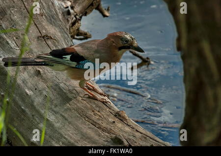 Bellezza jay (Garrulus glandarius) guarda dal moncone, Bulgaria Foto Stock