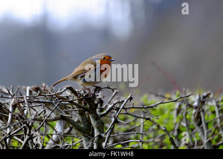 Un rosso-breasted Robin seduto su di una siepe. Foto Stock