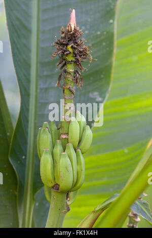 Frutti del genere Musa Laterita un tropicale asiatico albero ornamentale Foto Stock