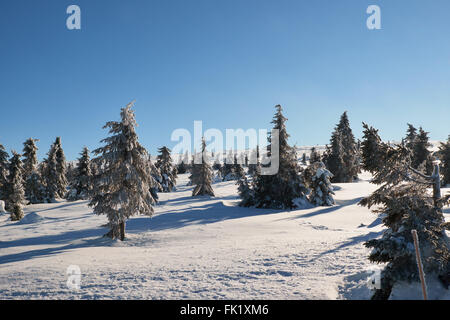 Alberi di pino al sole su una coperta di neve hafjell top Foto Stock