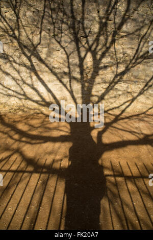 Ombra di un albero e del parco la scherma nella Chiesa di Cristo Prato Foto Stock