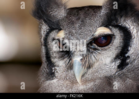 Milky gufo reale di close-up verticale Foto Stock