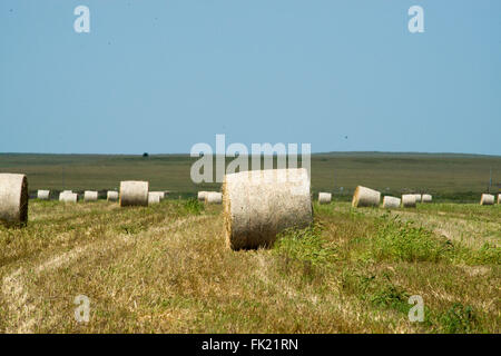 Elmdale, Kansas, USA, 2 settembre, 2015 appena tagliato e balle di fieno nel campo al di fuori del Elmdale, Kansas oggi. Questa dimensione del laminato di balle di fieno per vendere tra $150.00 a 200.00 dollari ciascuno. Credito: Mark Reinstein Foto Stock