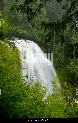 Gatch cade, Mt Jefferson deserto, Willamette National Forest, Oregon Foto Stock