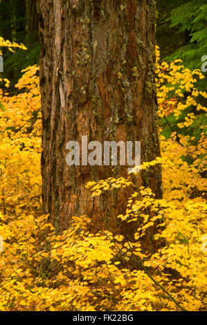 Antica foresta in autunno lungo McKenzie River National Recreation Trail, Willamette National Forest, Oregon Foto Stock