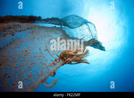 Vecchio abbandonato rete da pesca con calamari uova Foto Stock