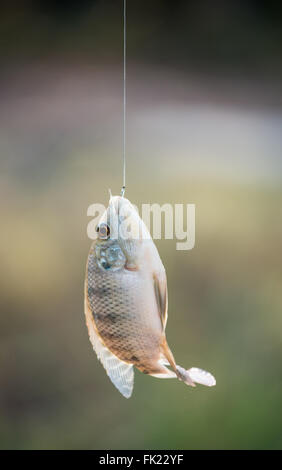 Nile tilapia pesce (Oreochromis nilotica) appesa al gancio Foto Stock