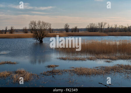 Kopacki Rit, Croazia Foto Stock