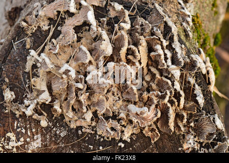 Piastra di funghi su un ceppo di albero. I funghi si nutrono di legno di decadimento. Foto Stock