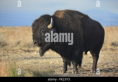 Bisonti americani Buffalo di profilo sulla prateria Foto Stock