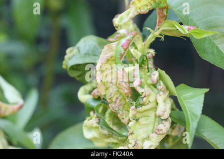 Foglie di pesco soccombere a leaf curl Foto Stock