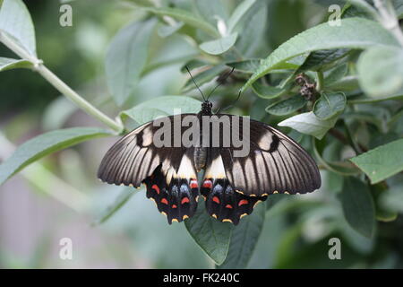 Orchard a farfalla a coda di rondine in appoggio su una boccola a farfalla Foto Stock