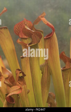 Rosso carnivore pianta brocca, Sarracenia rubra, presenta complessi trappola pitfall lascia consentendo loro di intrappolare le prede. Foto Stock