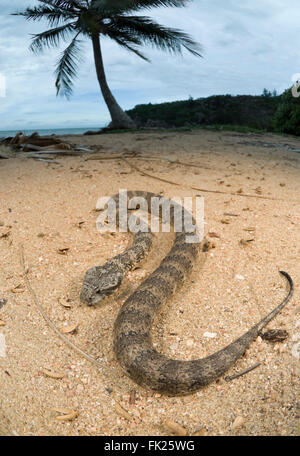 Comune di morte sommatore (Acanthophis antarcticus) sulla spiaggia sabbiosa Foto Stock