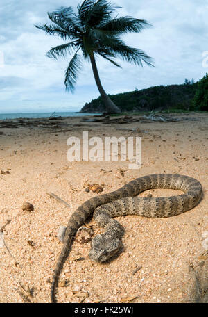 Comune di morte sommatore (Acanthophis antarcticus) sulla spiaggia sabbiosa Foto Stock