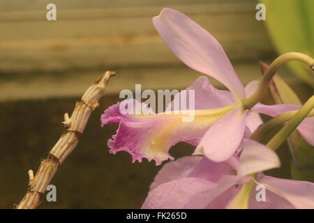 La bellissima e in via di estinzione cattleya trianaei orchid, aka Flor de Mayo (fiori di maggio) o il Natale orchid, endemica in Colombia Foto Stock