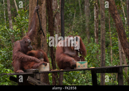 Bornean orangutan (Pongo pygmaeus wurmbii) - bere latte dal Camp Leakey piattaforma di alimentazione. Foto Stock