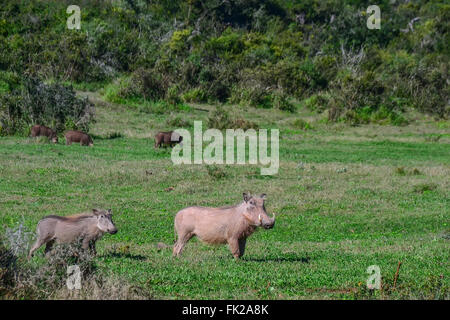 Warthog nel Parco Nazionale di Kruger - Sudafrica Foto Stock