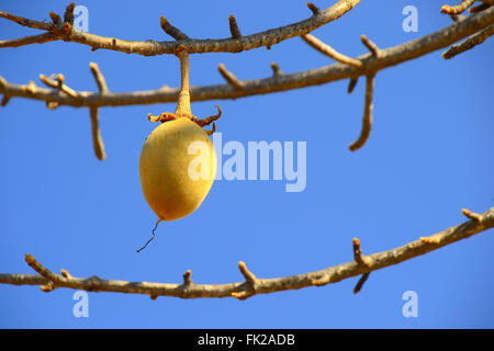 I frutti del baobab. Foto Stock