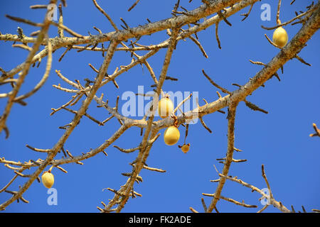 I frutti del baobab. Foto Stock