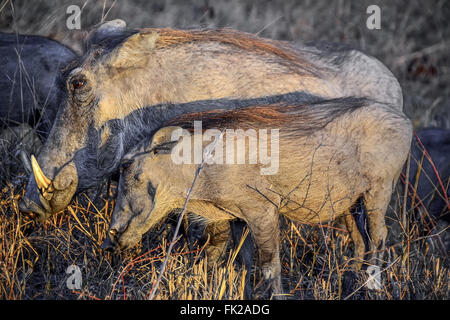 Warthog nel Parco Nazionale di Kruger - Sudafrica Foto Stock
