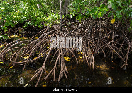 Rhizophora mangle, noto come la mangrovia rossa, è distribuito in ecosistemi di estuario in tutto i tropichi. La sua vivipara 'See Foto Stock