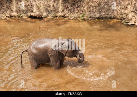 Asiatico elefante nero la balneazione nel fiume . Foto Stock