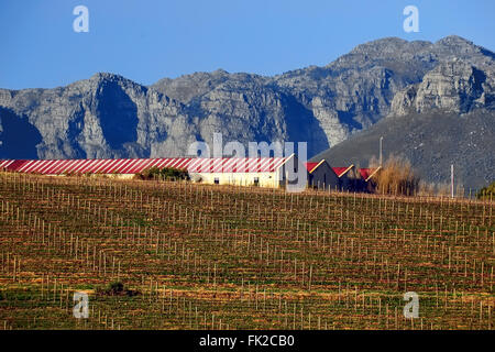 Vigneto in Stellenbosch, Sud Africa Foto Stock