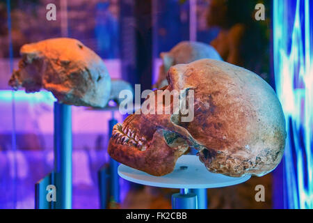 Teschi dal museo di Sterkfontein, Sud Africa Foto Stock