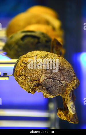 Teschi dal museo di Sterkfontein, Sud Africa Foto Stock