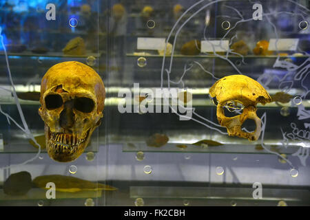 Teschi dal museo di Sterkfontein, Sud Africa Foto Stock