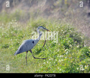 Airone blu le catture in un serpente in Florida Wetland Foto Stock