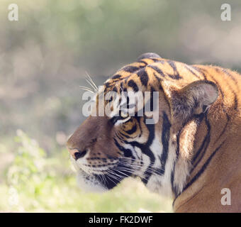 Tiger testa,Immagine ravvicinata Foto Stock