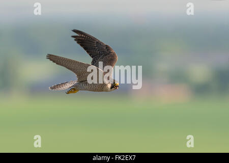 Falco pellegrino / Wanderfalke ( Falco peregrinus ), adulto, contatto visivo, in volo veloce, alta sopra il paese di cultura, la fauna selvatica. Foto Stock