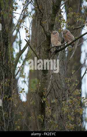 Allocchi / Waldkaeuze ( Strix aluco ), due pulcini, arroccato in alto in un albero, dormire, giorno di riposo, la fauna selvatica, Germania. Foto Stock