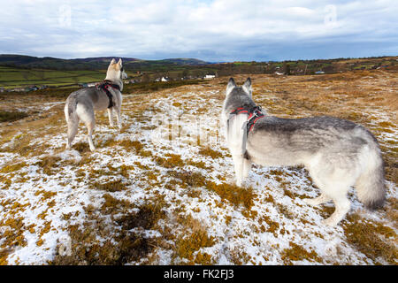 Due cani huskie si affaccia su un paesaggio congelati verso la gamma Clwydian hills di Flintshire, Wales, Regno Unito Foto Stock