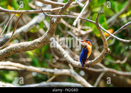 Alcedo Vintsioides: Un Madagascar Kingfisher in appoggio su di un ramo Foto Stock