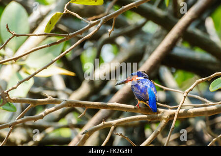 Alcedo Vintsioides: Un Madagascar Kingfisher in appoggio su di un ramo Foto Stock