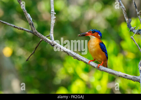 Alcedo Vintsioides: Un Madagascar re Fisher appollaiato su un ramo Foto Stock