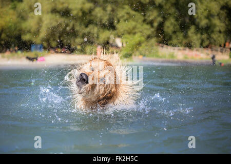 Cane in vacanza - estate ritratto Foto Stock