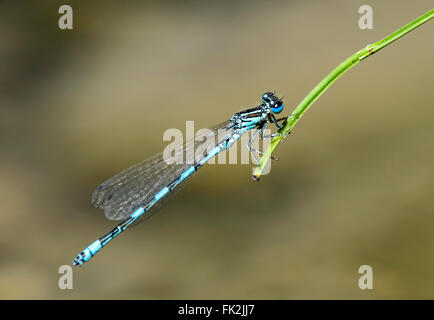 Damselfly meridionale (Coenagrion mercuriale), maschio, Svizzera Foto Stock