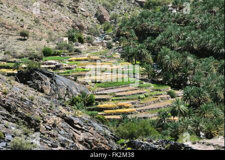 I giardini del villaggio Hat a Wadi Bani AWF in montagna Jebel Akhdar con giardino terrazze e campi di riso, Oman Foto Stock