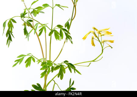 Fresh Ruta graveolens con fiori di colore giallo su sfondo bianco Foto Stock