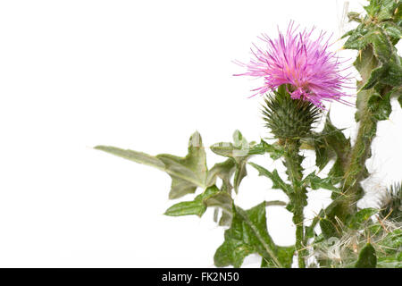 Scotch Thistle con fiore viola su sfondo bianco con una stanza per il testo Foto Stock