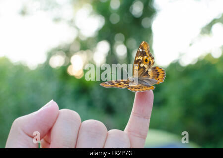 Freyer viola dell imperatore Butterfly sul dito mignolo Foto Stock