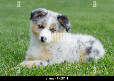Pastore australiano cucciolo Foto Stock