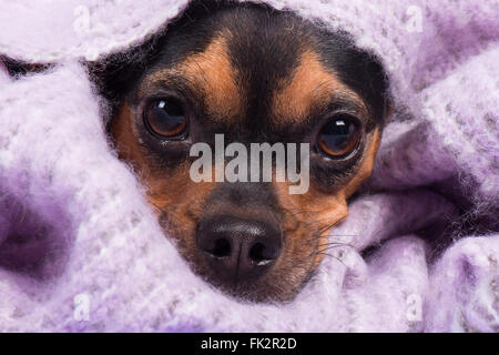 Cucciolo di cane che spuntavano di coperta Foto Stock