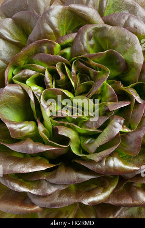 Close up rosso fresco lattuga Salanova frame completo Foto Stock
