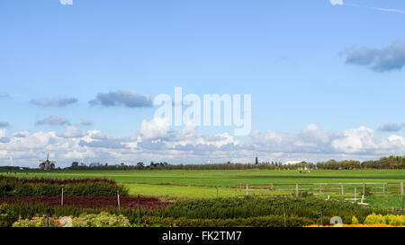 Tipico paesaggio olandese con prati, piante, alberi e mulini a vento in background nel centro di Holland. Foto Stock