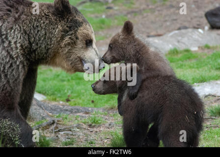 Unione di orso bruno eurasiatico o orso bruno ( Ursus arctos arctos) madre e due Lupetti nella Taiga foresta in Finlandia orientale Foto Stock